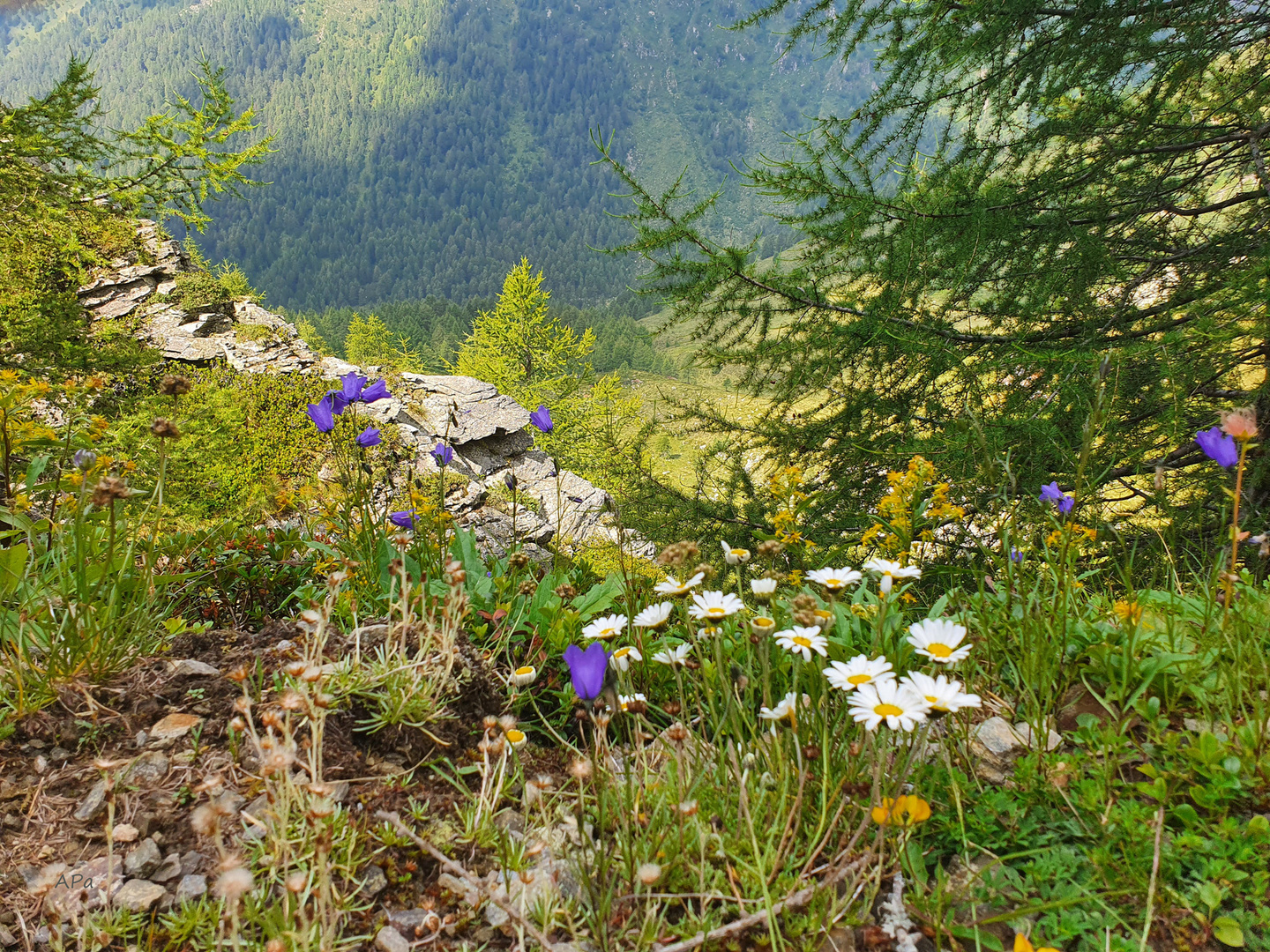 Blümchen am Wegesrand