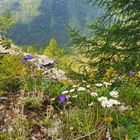 Blümchen am Wegesrand