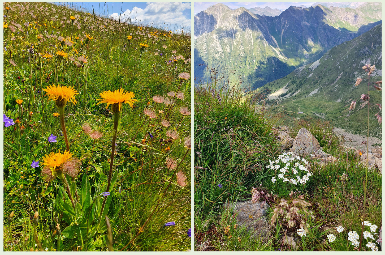 Blümchen am Wegesrand