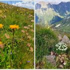 Blümchen am Wegesrand