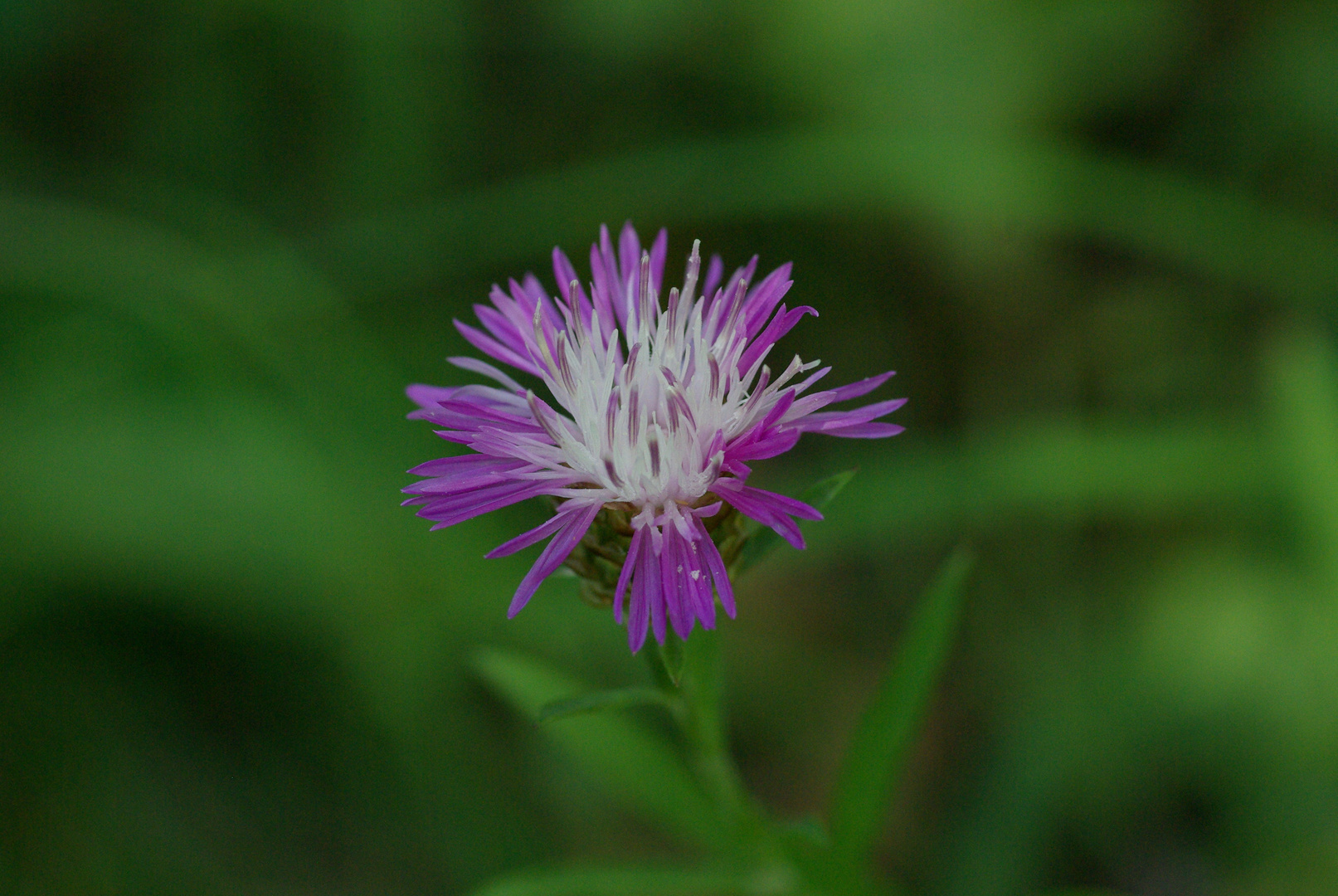 Blümchen am Wegesrand...