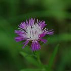 Blümchen am Wegesrand...