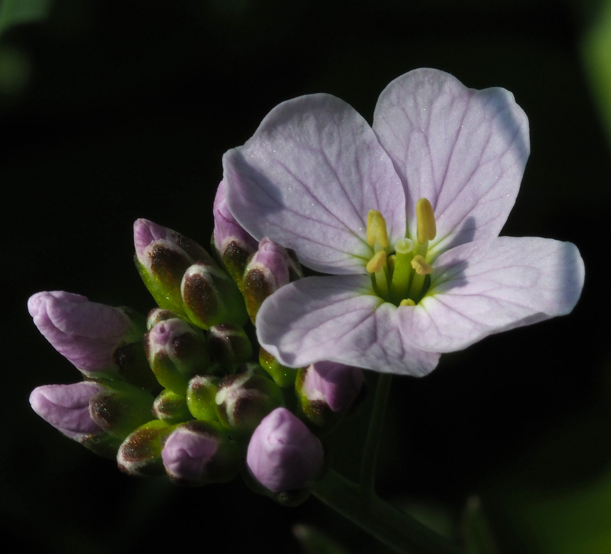 Blümchen am Wegesrand