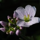 Blümchen am Wegesrand