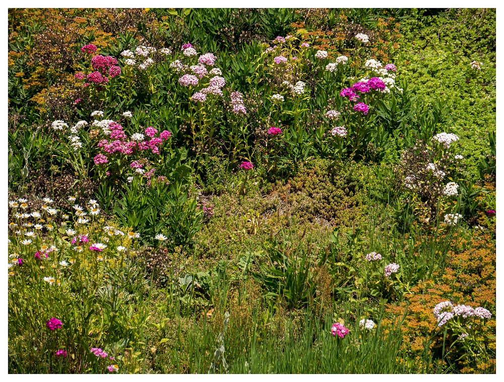 Blümchen am Wegesrand