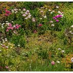 Blümchen am Wegesrand