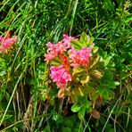 Blümchen am Wegesrand