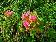 Blümchen am Wegesrand