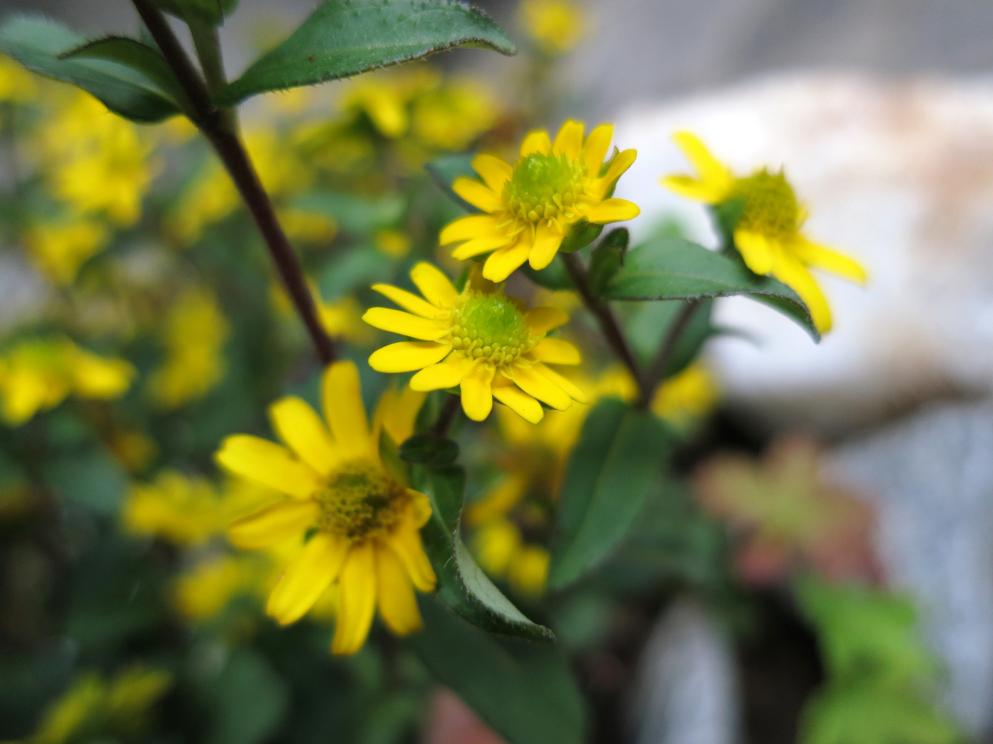 Blümchen am Wegesrand