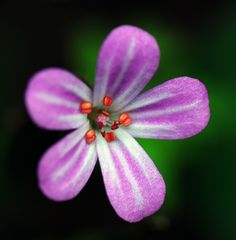 Blümchen am Wegesrand