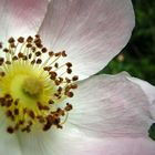 Blümchen am Wegesrand