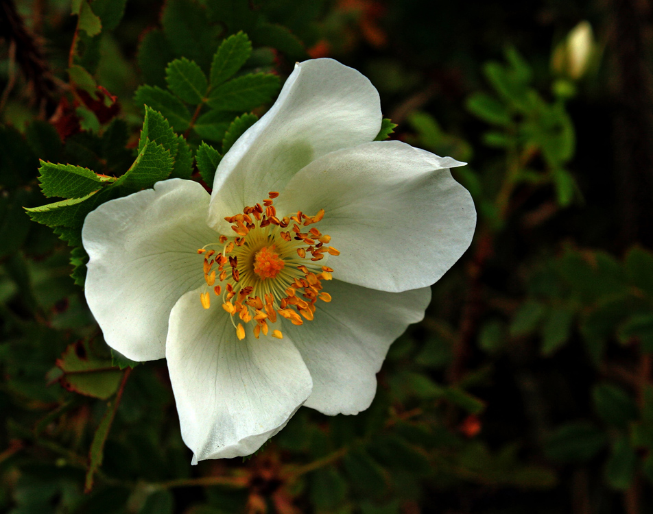 Blümchen am Wegesrand