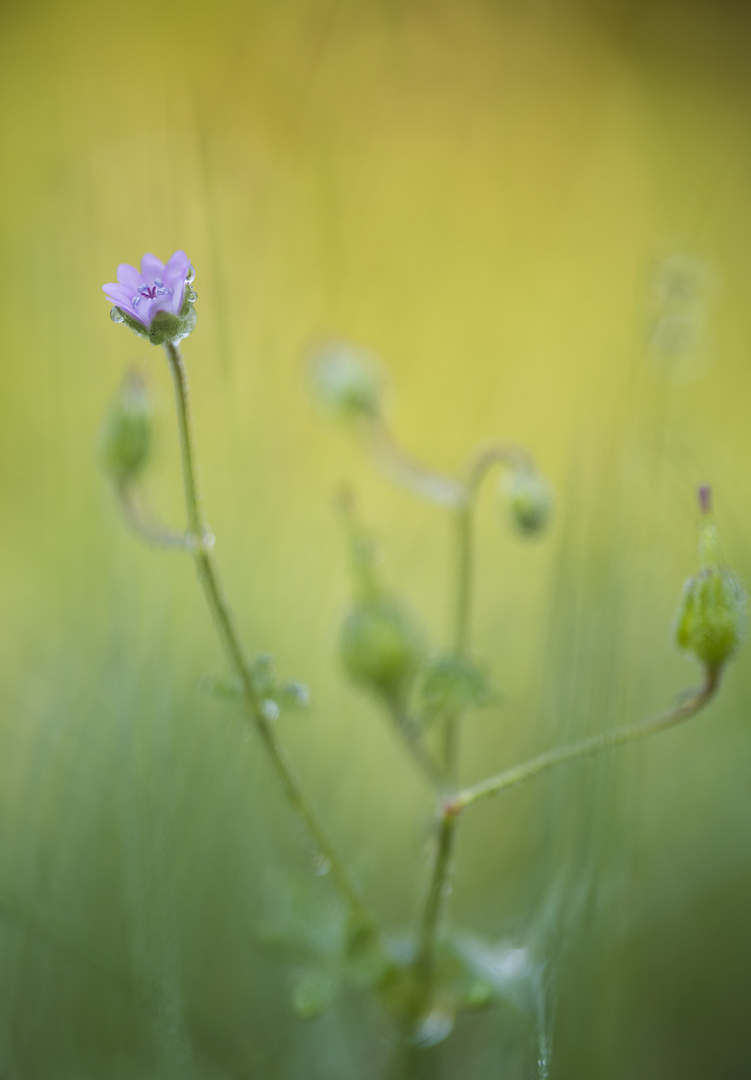 Blümchen am Wegesrand II