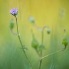 Blümchen am Wegesrand II