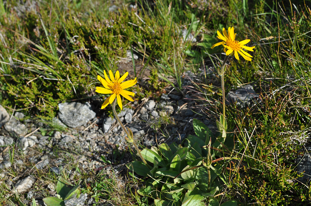 Blümchen am Wegesrand(1)