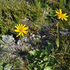 Blümchen am Wegesrand(1)