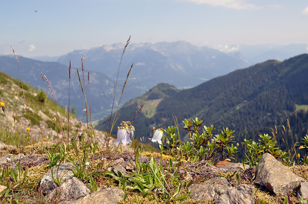 Blümchen am Wegesrand(2)