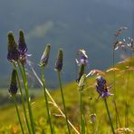 Blümchen am Wegesrand(5)