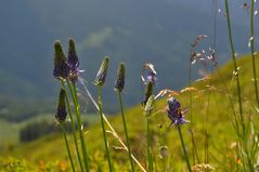 Blümchen am Wegesrand(5)