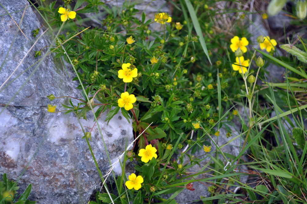 Blümchen am Wegesrand(6)