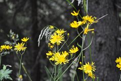 Blümchen am Wegesrand(7)