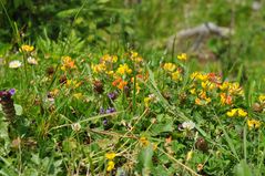 Blümchen am Wegesrand(8)