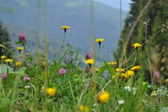 Blümchen am Wegesrand(9)