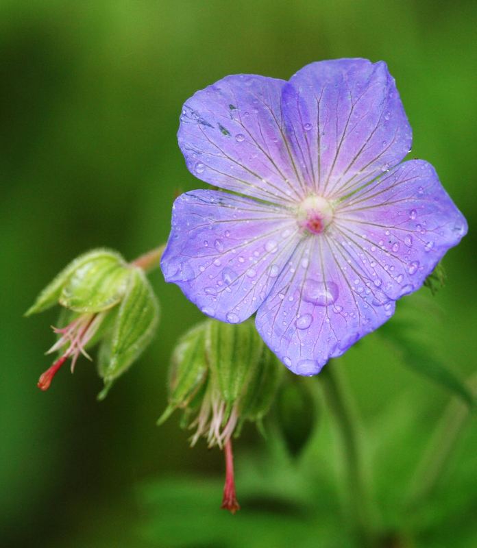 blümchen am wegrand