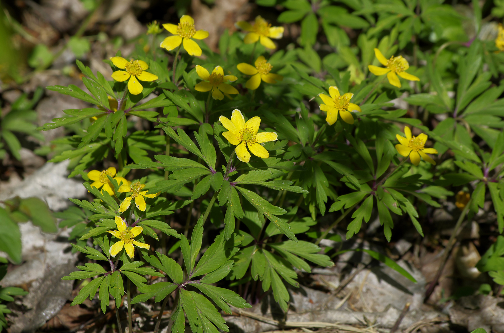 Blümchen am Wegrand