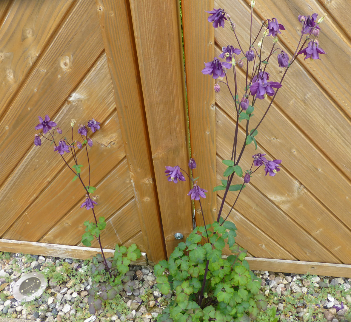 Blümchen am Zaun