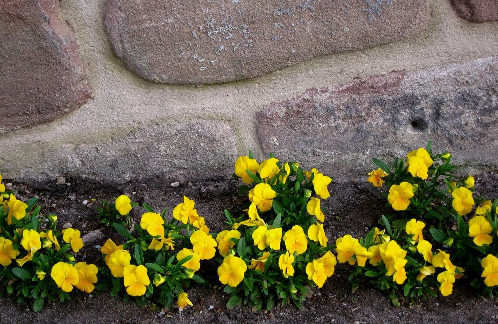 Blümchen an der Mauer