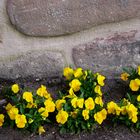 Blümchen an der Mauer