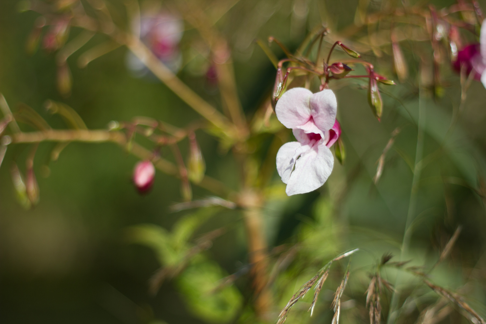 Blümchen an der Vils