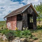 Blümchen an der Weinberghütte