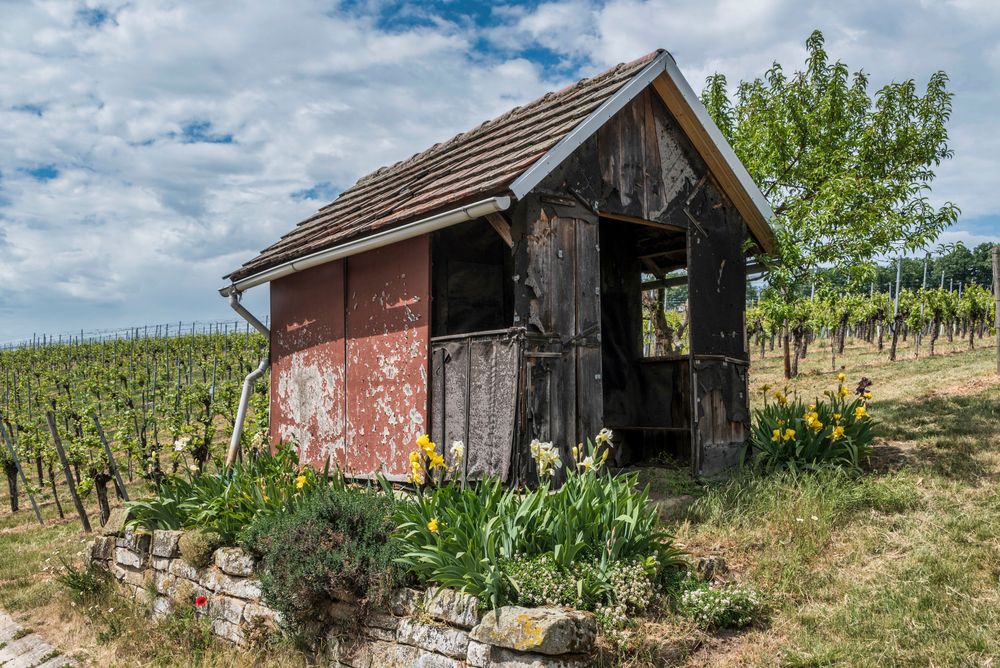 Blümchen an der Weinberghütte