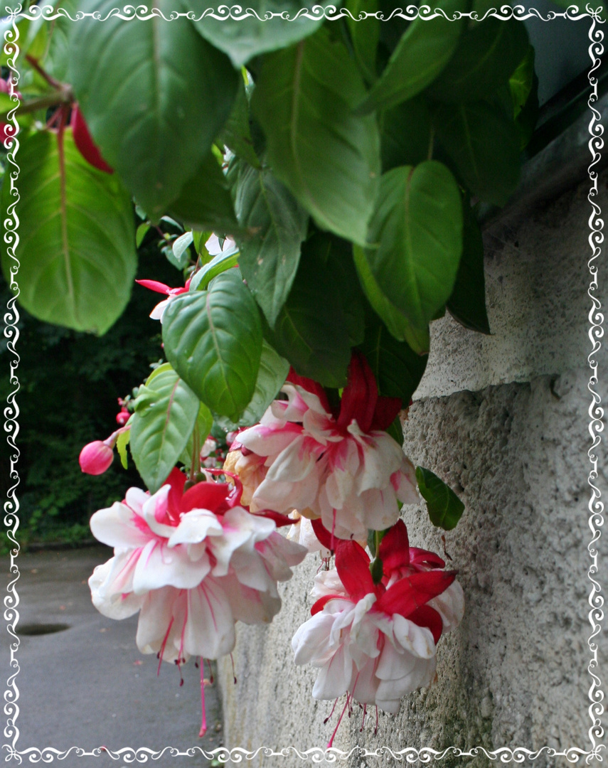 Blümchen an einer Mauer