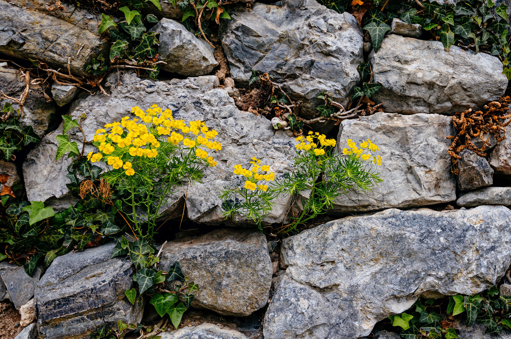 Blümchen an einer Steinmauer