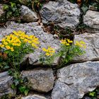 Blümchen an einer Steinmauer