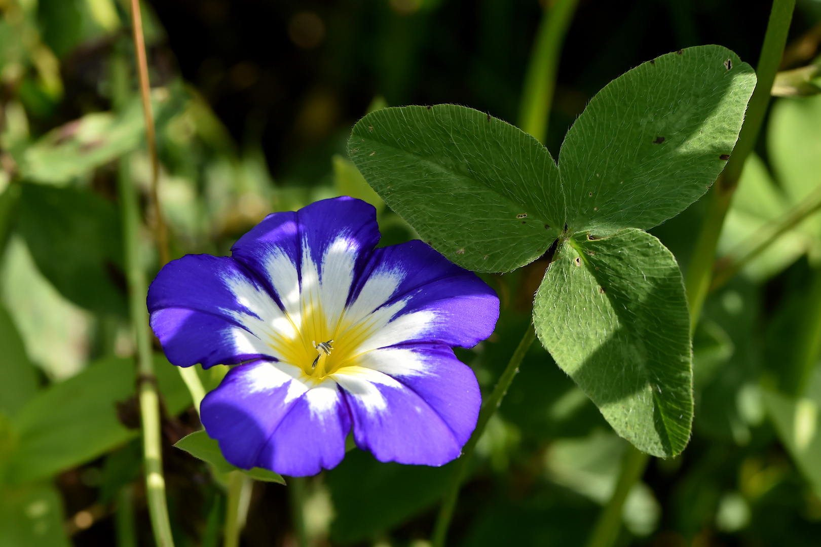 Blümchen an Kleeblatt