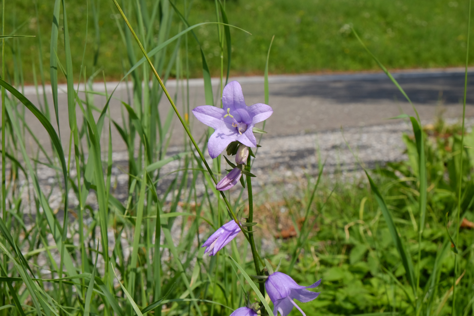 Blümchen an Wegesrand