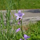 Blümchen an Wegesrand