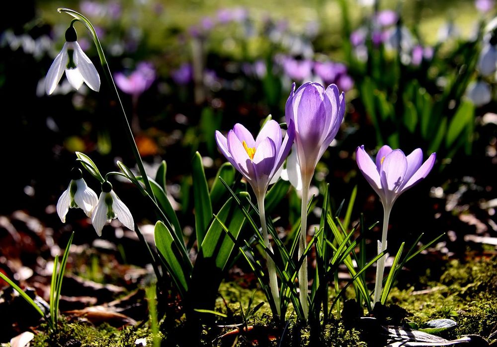 Blümchen anstatt Strüßjer und Kamelle