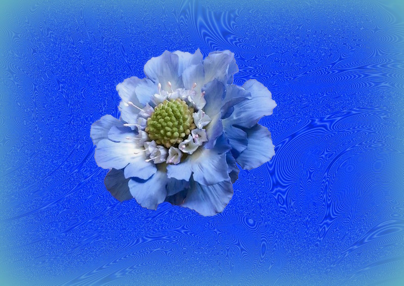  Blümchen auf blauem Hintergrund