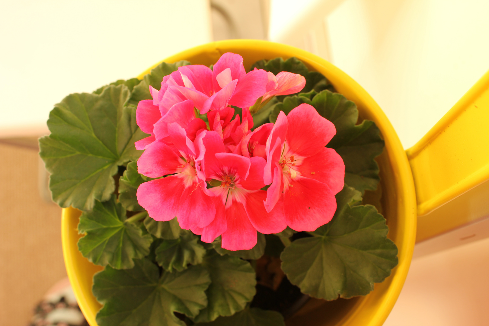 Blümchen auf dem Balkon