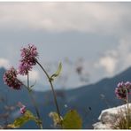 Blümchen auf dem Berg