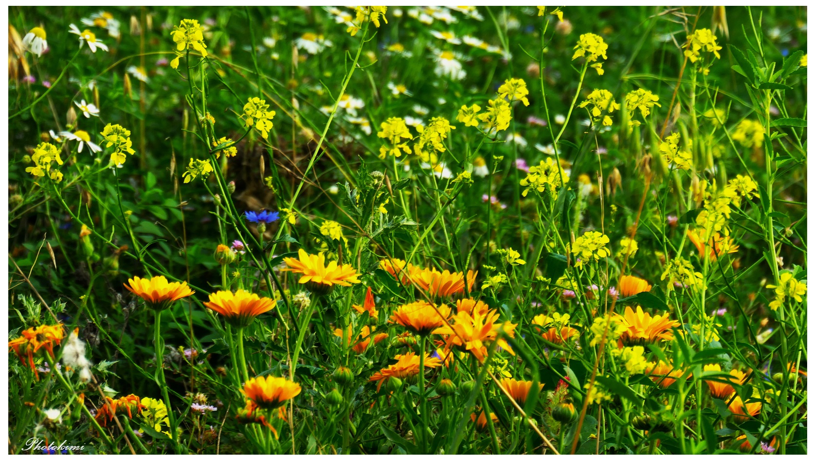 Blümchen auf dem Brachland (II)