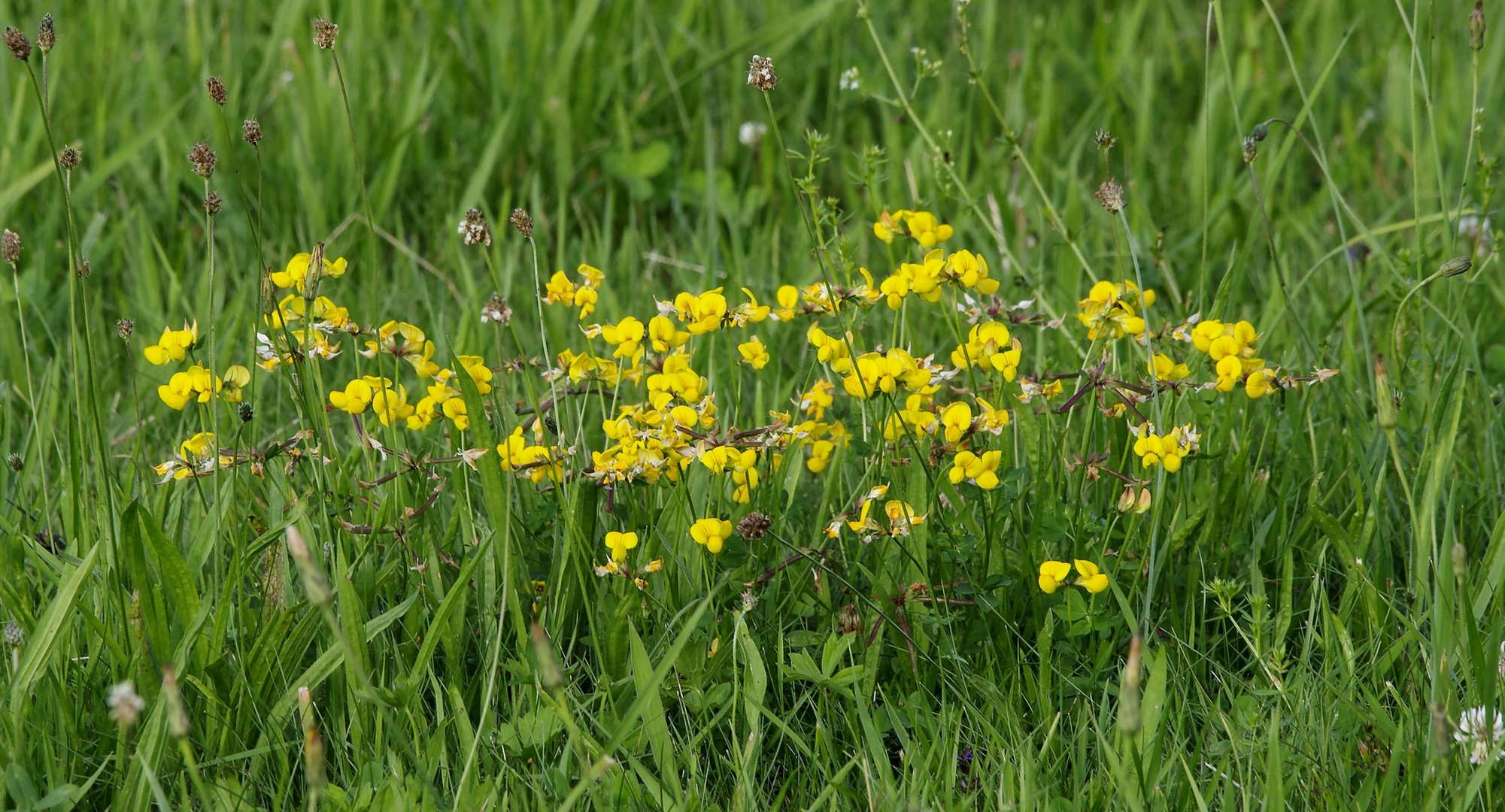 Blümchen auf dem Flugplatz