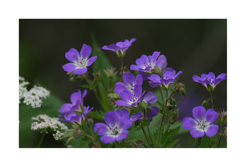 Blümchen auf der Almwiese....