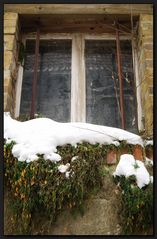 ...Blümchen auf der FensterBank...