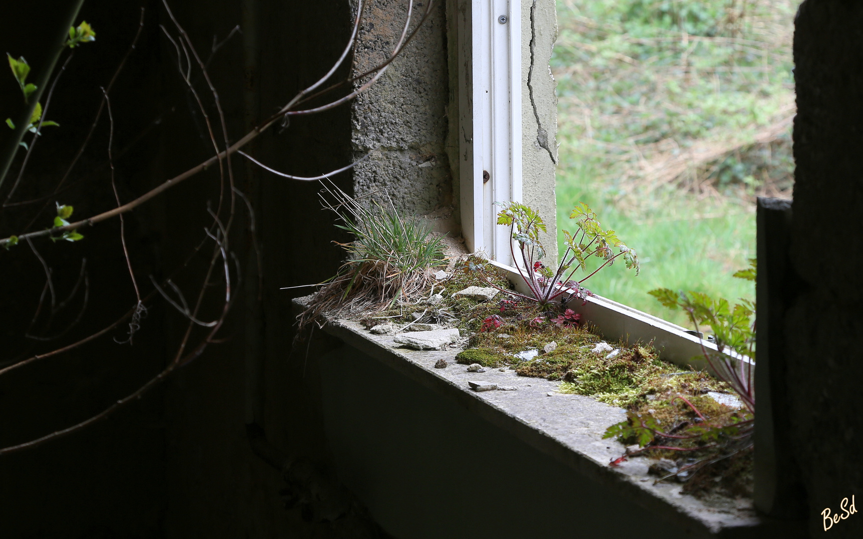 Blümchen auf der Fensterbank...